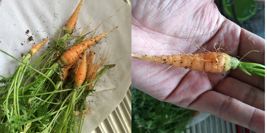 baby-carrot-13-85.jpg